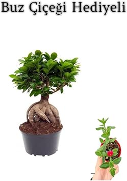 Hediyelik Bonsai Bitkisi, Buz  i e i Hediyeli