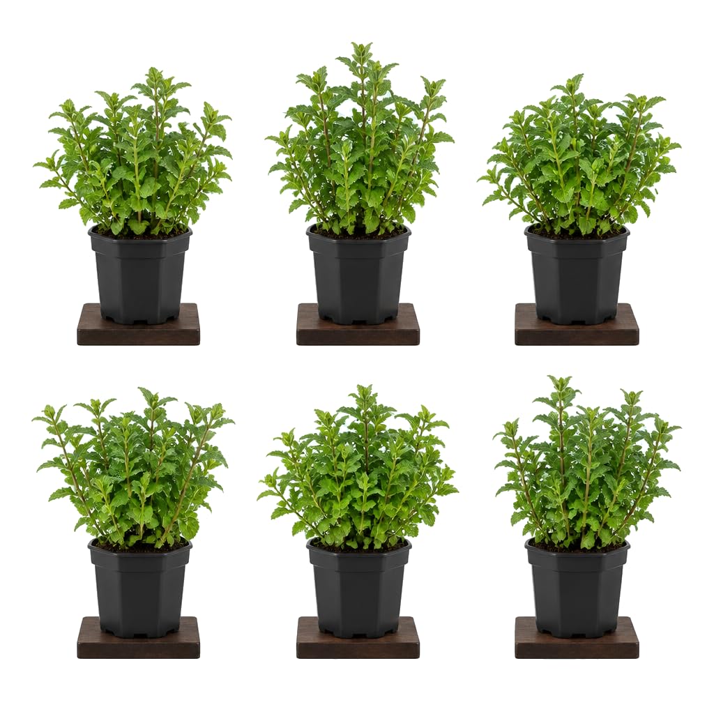 Mentha Spicata Yerbabuena - Pack de 6 Flores - 25-30 cm de Altura - para Decoración Verde - DECOALIVE