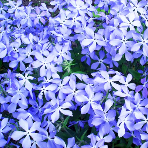Vinca Seeds - 500 Vinca Minor Seeds - Vinca Minor Ground Cover Periwinkle Vine - Vinca Flower Seeds