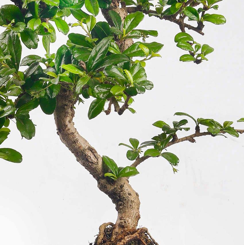 Bonsaiworld Zen Wasserfall - Bonsai Set mit Fließendes Wasser und ein Bonsai-Buch - Bonsai Baum ca. 10 Jahre alt, Höhe: ca. 30 cm - Zimmerbonsai Pflegeleicht, tolle Dekoration für Wohnzimmer & Büro - Image 5