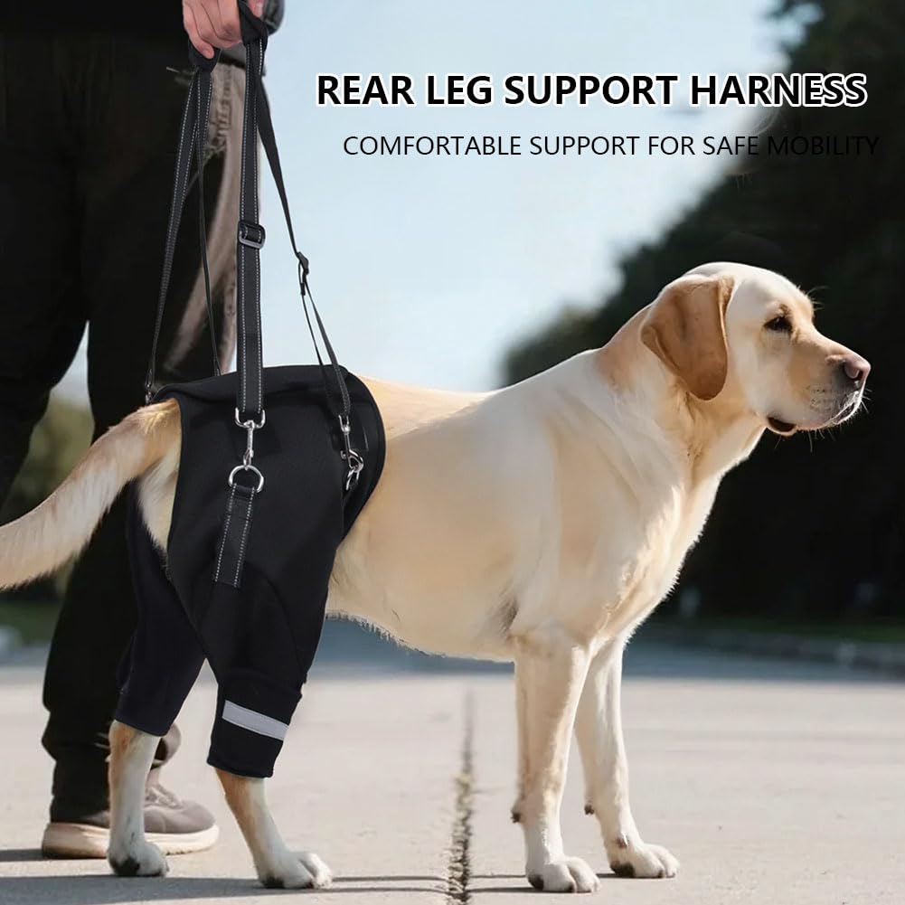 Silla De Ruedas para Perros con Arnés De Soporte Trasero, Resorte con Memoria, Ayuda para La Movilidad, Ajustable Y Reflectante, para Perros Mayores con Displasia De Cadera, Colour L