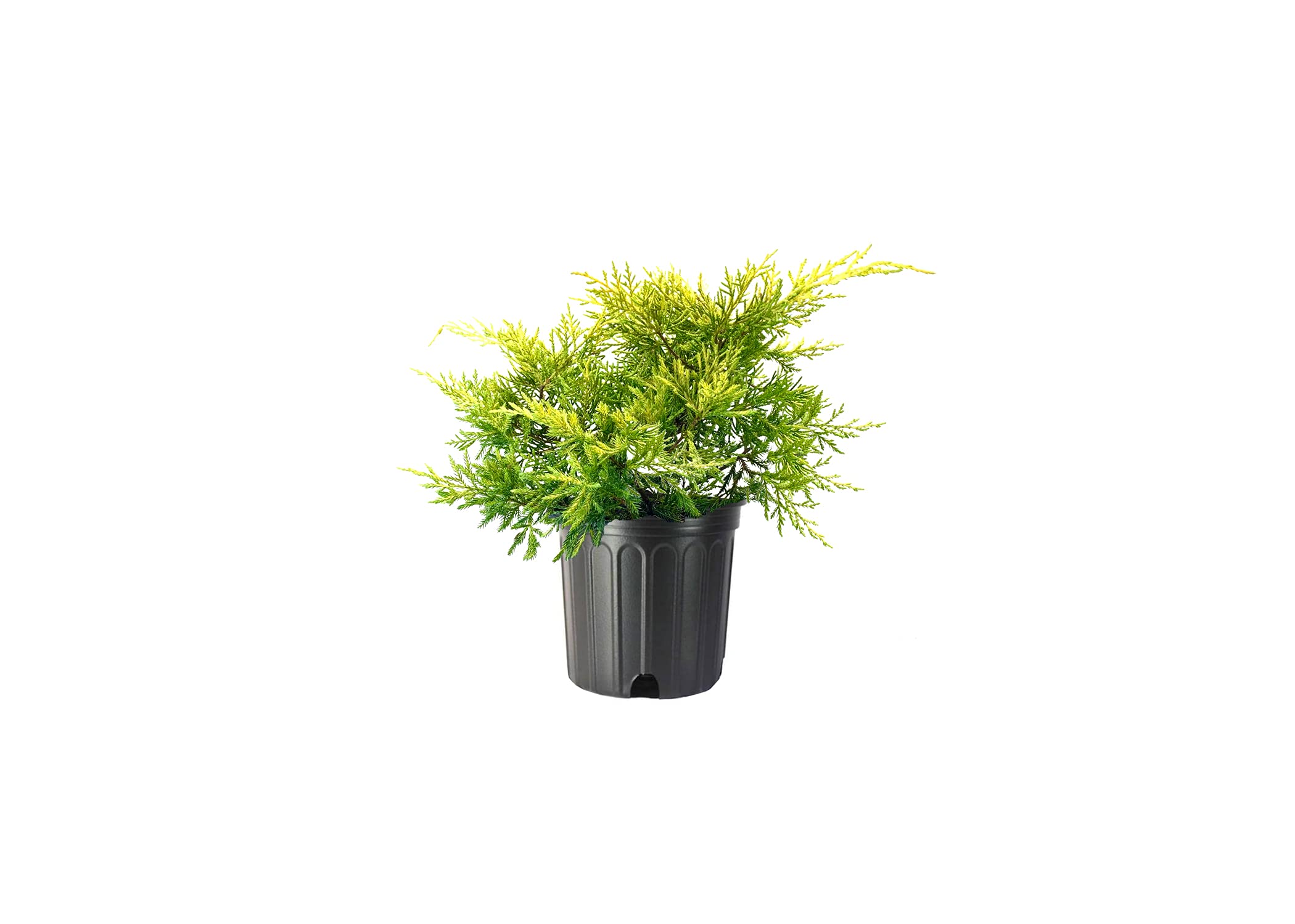 Juniper Saybrook Gold | 2 Live Gallon Size Plants | Juniperus Chinensis | Cold Hardy Evergreen Groundcover