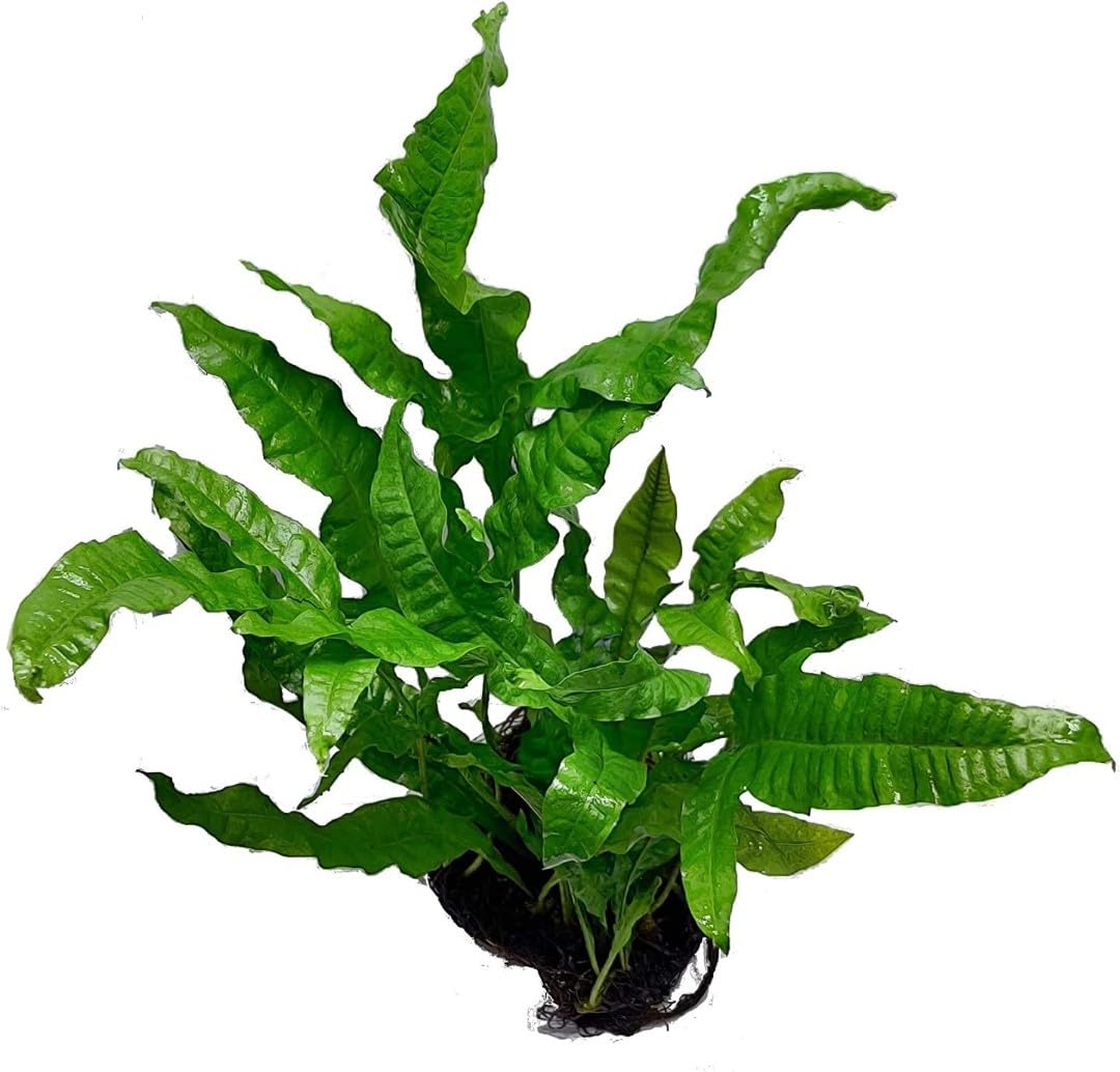Live aquarium java fern (3 to 5 leaves) (B0DGVP3T6D) Amazon Price History, Amazon Price Tracker