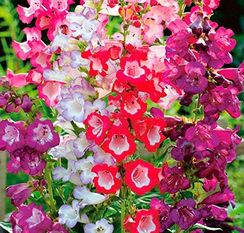 Miniatura 5 de Semillas Penstemon Hartwegii (Hartweg's Beardtongue) Mezcla Flores Perennes No OGM