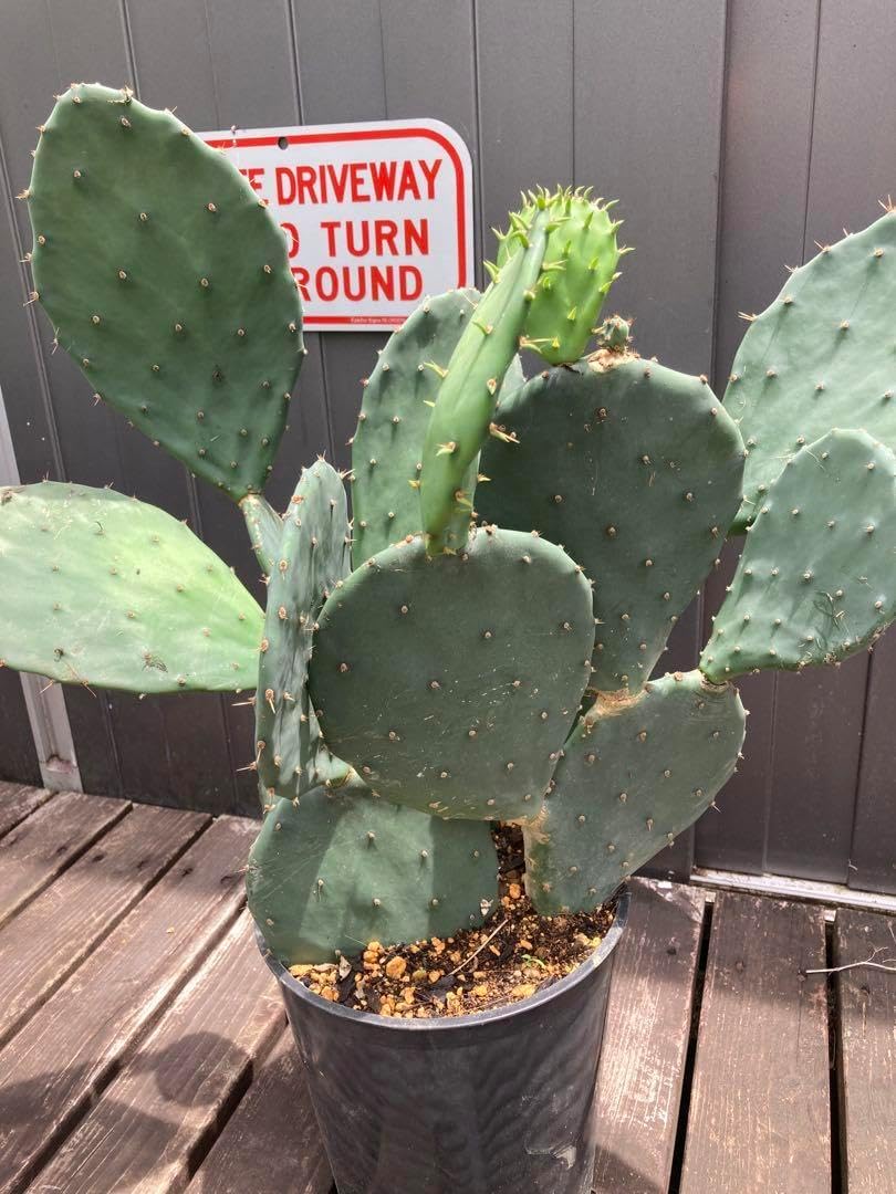 極耐寒性ジャパニーズ バナナ特大株◇リゾート西海岸ドライガーデン