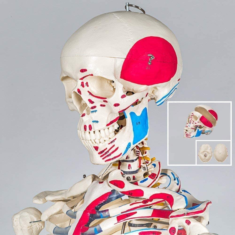 Professionelles weißes Skeleton-Skeleton-Modell anatomischer Skeleton 85cm Höhe, für medizinische Ausbildung, Krankenhauskliniken PVC-Material