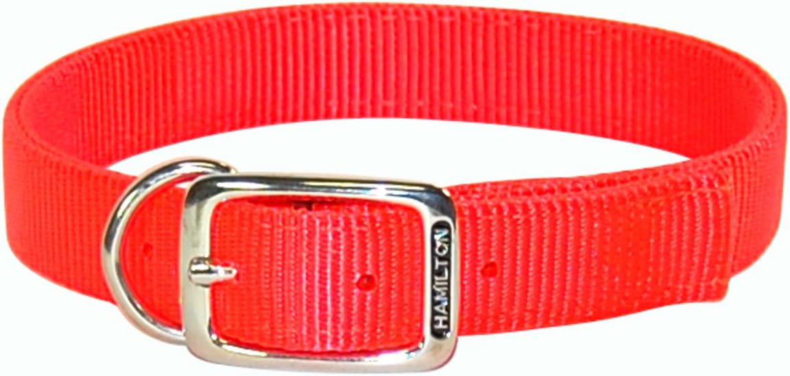 bright orange dog collar