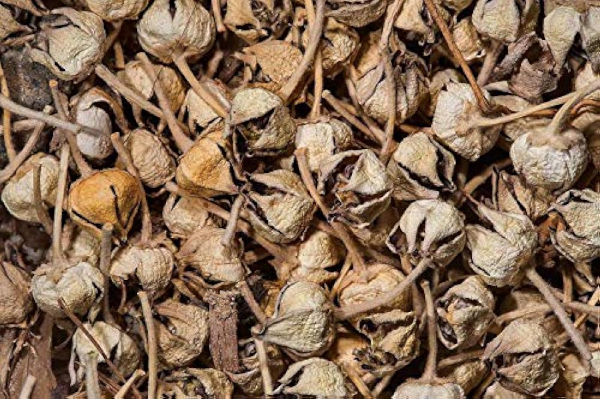 Mewar Impex Aak Ka Phool, 250 gm, Madar Flower