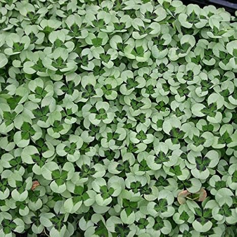 Amazon Co Jp クローバー ティントヴェール2 5号 株セット グリーンの濃淡が鮮やか 美しいカラーリーフ寄せ植えに Mps Diy 工具 ガーデン