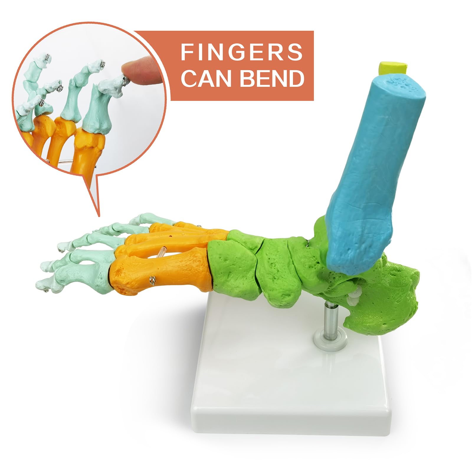 Modelo Anatómico De Pie Derecho Humano, Completamente Articulado, 1:1 | EVOTECH SCIENTIFIC Modelo Anatómico De Pie, Adecuado Para El Aprendizaje De Anatomía, Educación Y Demostración Didáctica