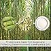Green Earth - Natural Bagasse (Sugarcane Fiber) Tree Free 10