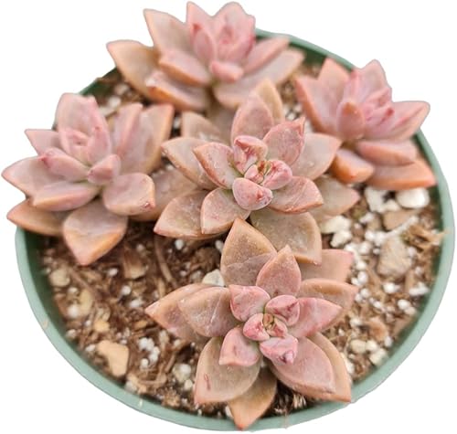 Vista 11 de Plantas suculentas vivas (maceta de 2 pulgadas Echeveria Lovely Rose)