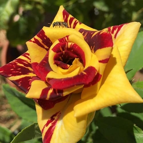 Miniatura 16 de Planta viva de rosa trepadora naranja amarilla roja, iniciador de 6 meses de edad, rosas trepadoras moradas fragantes para plantar al aire libre