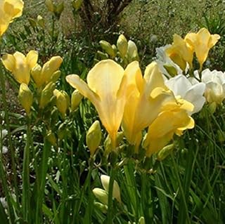 Amazon Com Flower Plants Seeds Freesias Flowers Plants Seeds Bulbs Patio Lawn Garden