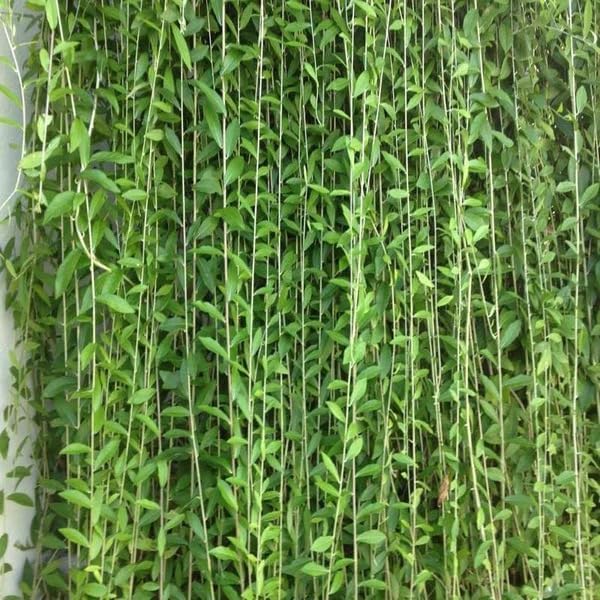 FloraPlax Live Parda Bel Curtain Creeper Vernonia Best Attractive Evergreen Climber Exotic Tropical Garden Live Plant With Pot (Parda Bel)