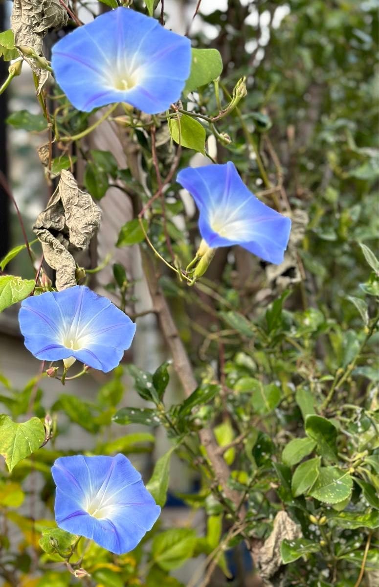 Amazon.co.jp: 西洋朝顔カレドニアブルーの種50粒 遅咲き グリーン