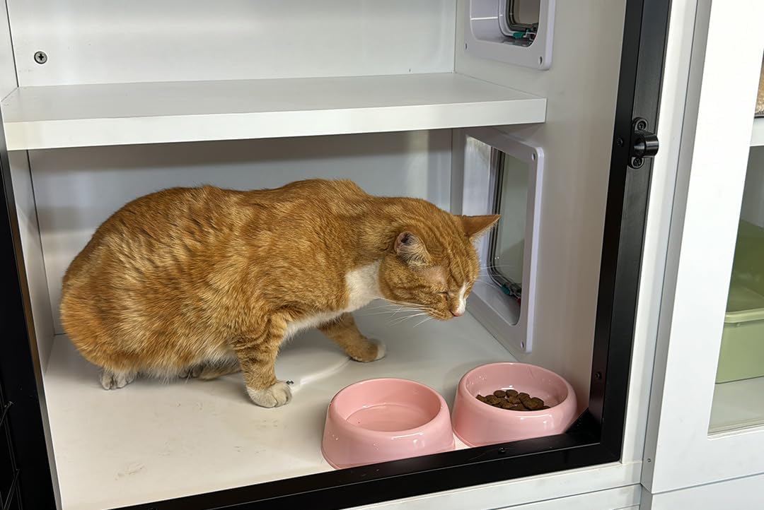 Cat STAX (3rd Generation) Modular Cat Cage System Family (Triple Cat STAX Unit (3rd Generation) Modular Cat)