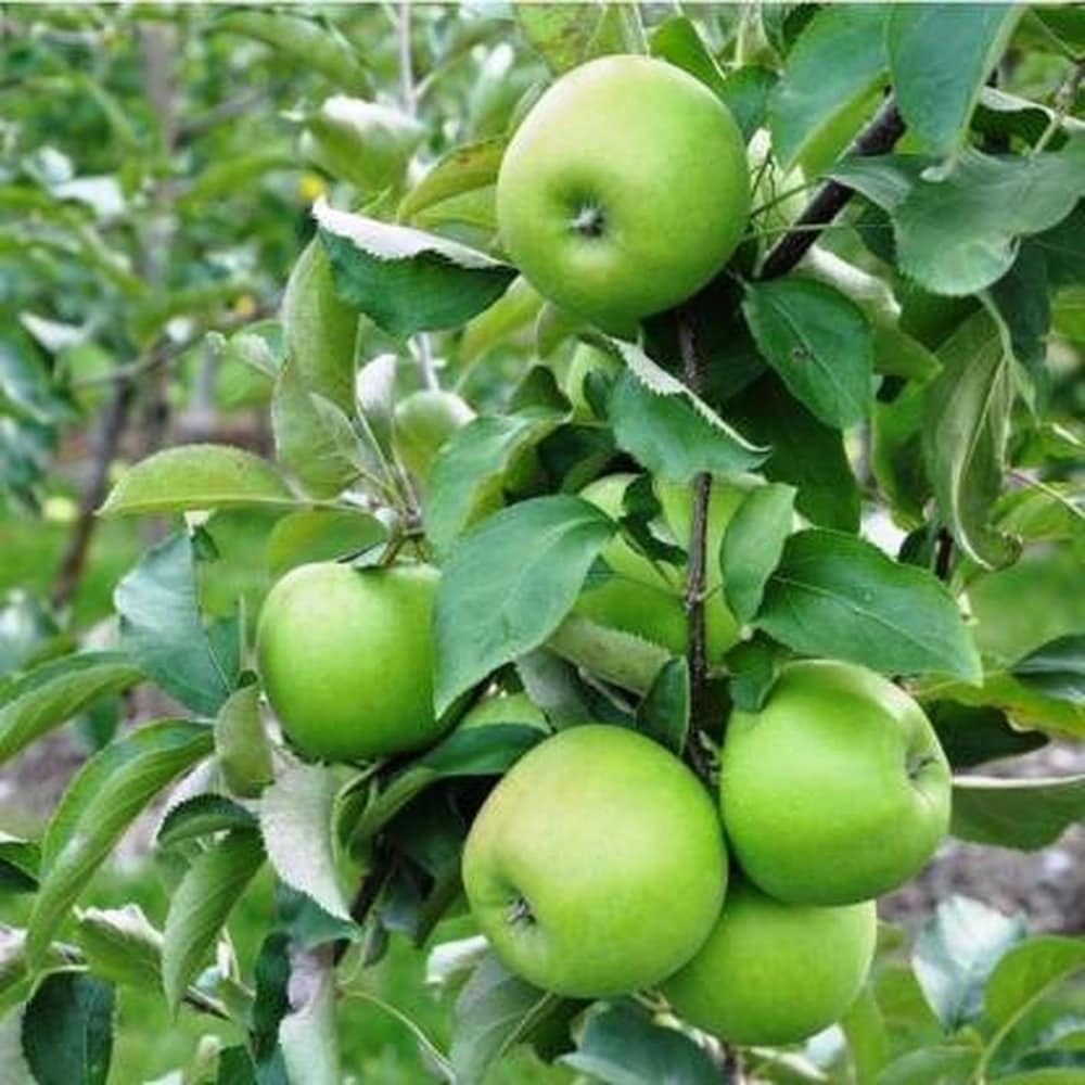 Green apple plant (Pack of 2) : Amazon.in: Garden & Outdoors