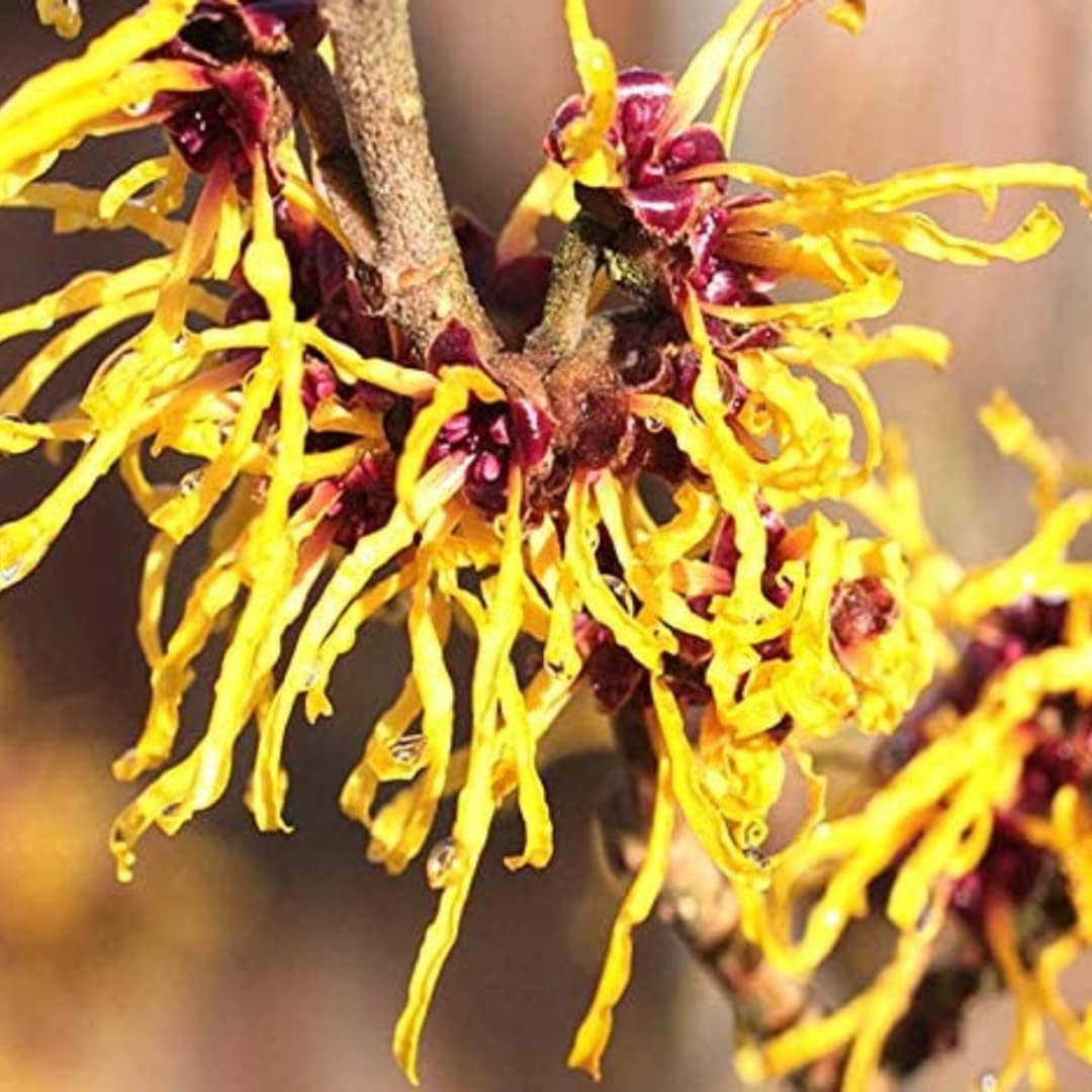 Witch Hazel Tree Shrub, Yellow Witch Hazel Plants Tree Flowering Bushes in Quart Pot Live Plants for Planting