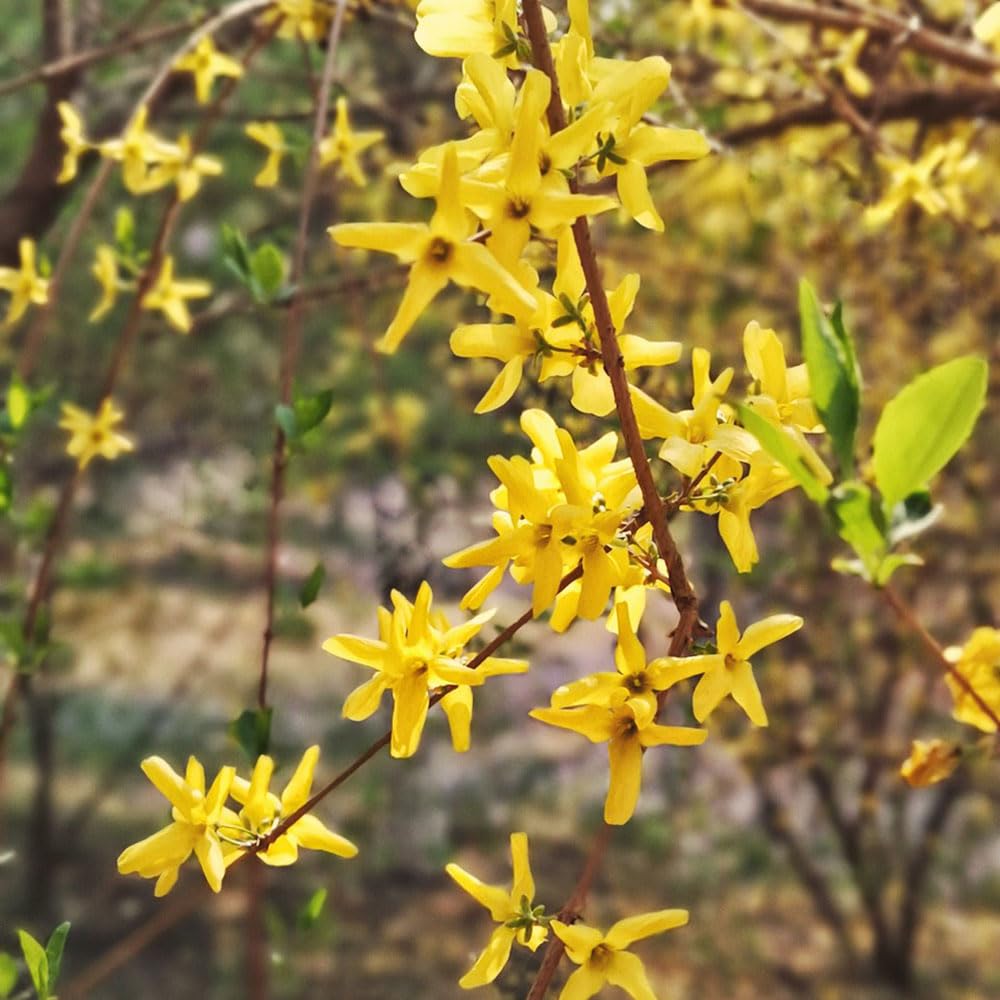 Semi Di Forsizia - 150 Pezzi - Piante Da Balcone Resistente - Decorazione Soggiorno - Foto 4