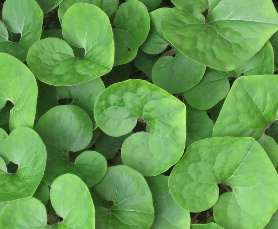 Miniatura 7 de 5 raíces de jengibre silvestre, plantas vivas de jengibre canadiense, cobertura del suelo, Asarum canadense (paquete de 5)
