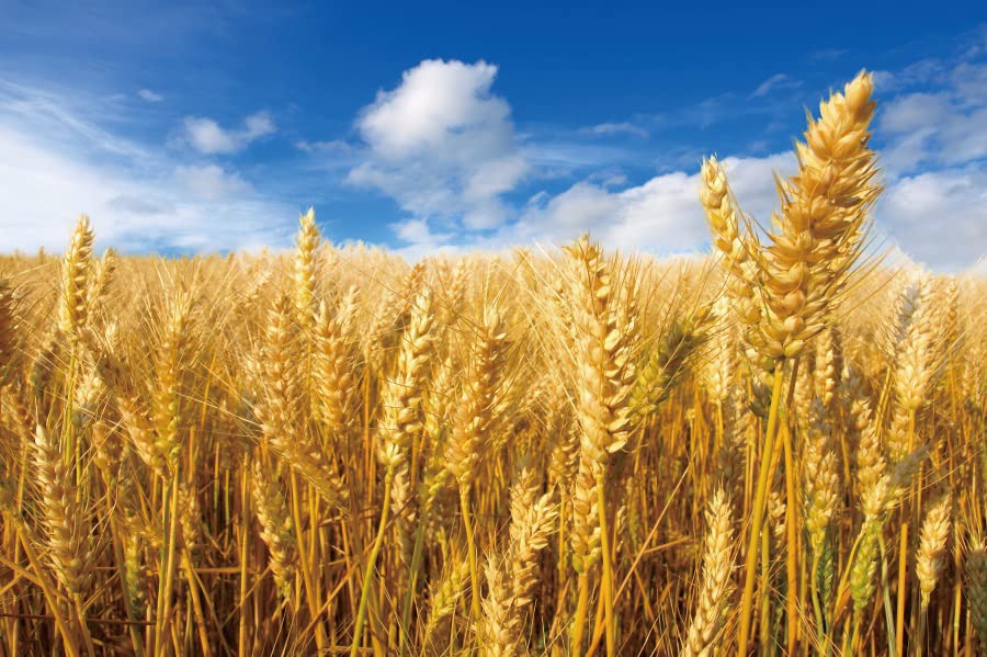 Ttincceer 300x250cm Golden Wheat Field Backdrop Crops Ripe Wheat Blue Sky White Clouds Photography Background Thanksgiving Theme Party Decoration Background - Image 4