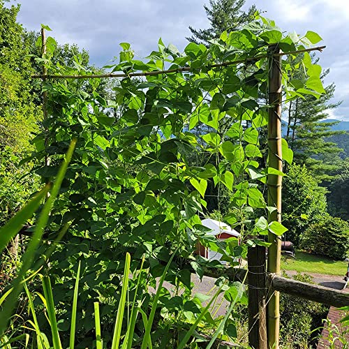 Castlegreens Trellis Netting, 4 Ft X 330 Ft- Garden Netting For Climbing Plants, Fruits And Vegetables, Heavy-Duty Plastic Trellis Net, Hydroponic Grow Net, Easy To Use, 1-Pack #TOP5