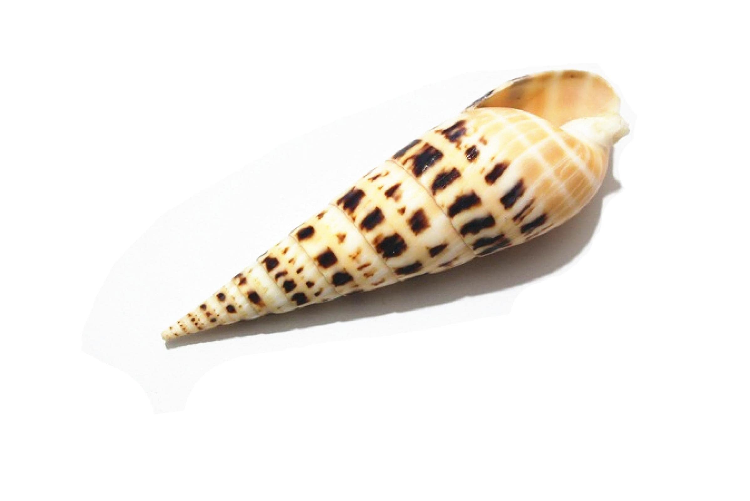 Coquillages artisanaux et éléments naturels de décoration de fête de mariage x2