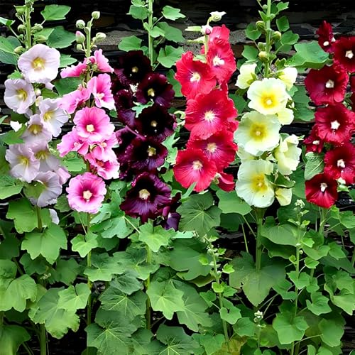 Image of Hollyhock Flower Seeds - Easy-to-Grow Tall Garden Flowers, Vibrant Pink, Red, White & Yellow Blooms, Attracts Bees & Butterflies, Ideal for Cottage & Border Gardens(pack of 50 Seed)