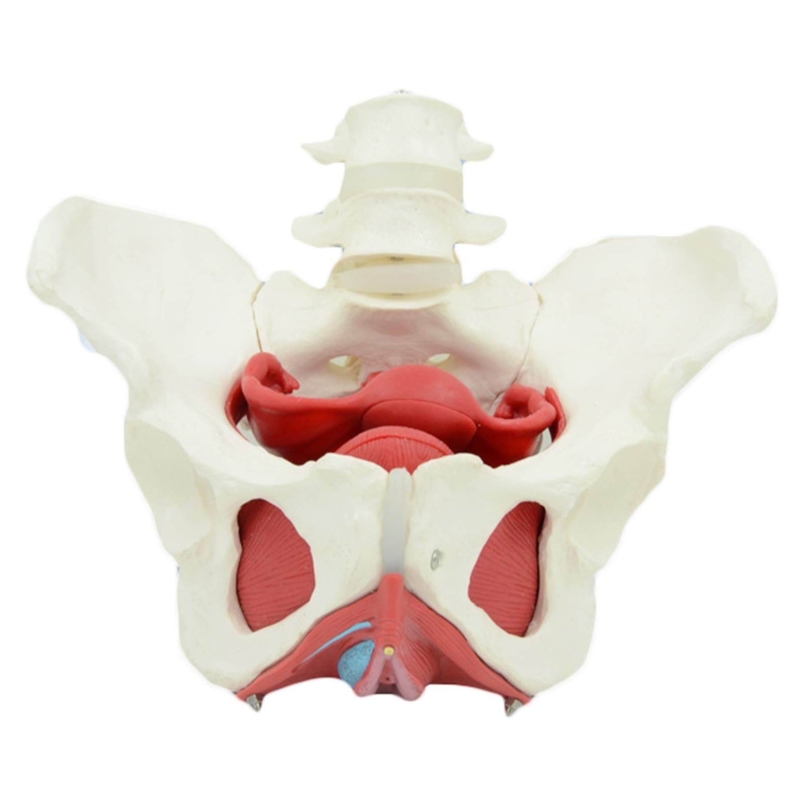 Sjdopulse Women's A Pelvis Model - Human Organ Natomy Model Pelvis Model - Life Size Pelvis Organ Model Include Uterus, Colon Nd Bladder For Medical Science Teaching Study (A)