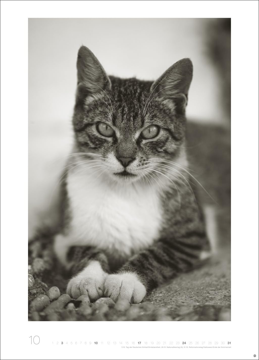 Cats Edition Kalender 2027: Elegante Samtpfoten in schwarz-weiß in einem XXL-Kalender. Tierkalender 2027 im Großformat. Hochwertiger großer Fotokalender für Katzenfans.