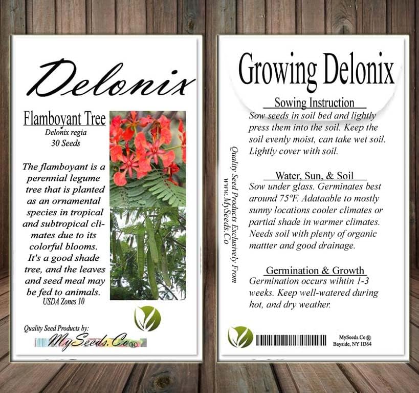 Miniatura 6 de Delonix regia (árbol extravagante), 5 pétalos arrugados en forma de cuchara, flores de color rojo brillante, elige la cantidad (1 unidad)