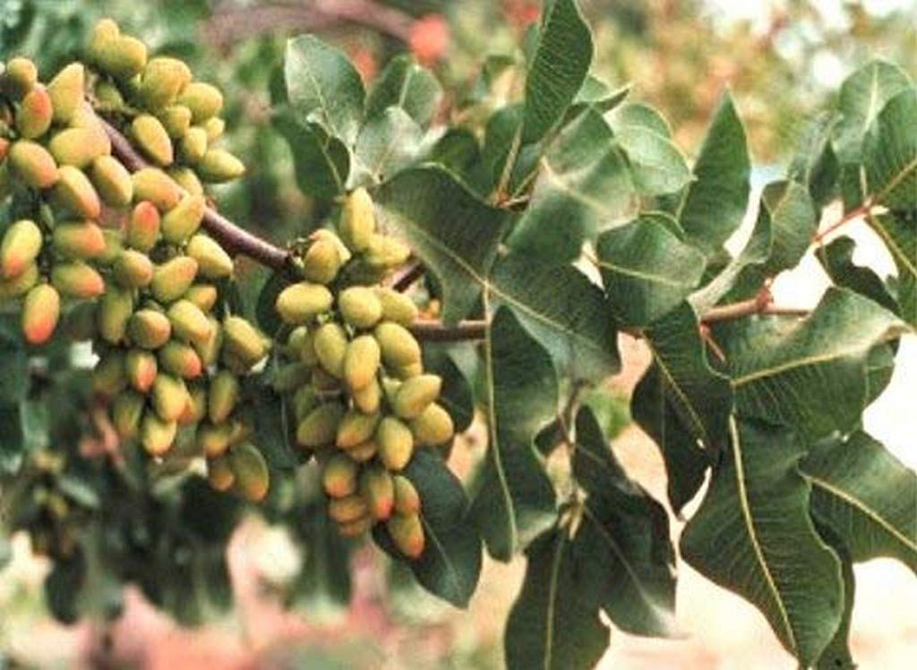 See full amazon price history chart for Creative Farmer Live Plant Pistachio Fruit 2 Feet Height Great Taste (1 Healthy Live Fruit Plant)_PLANT-58-PISTA204ll@ Creative Farmer Live Plant Pistachio Fruit 2 Feet Height Great Taste (1 Healthy Live Fruit Plant)_PLANT-58-PISTA204ll@ (B08P5TJSVZ) Amazon Price History, Amazon Price Tracker