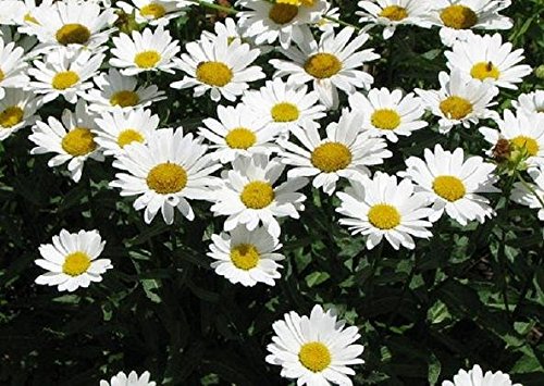Pack x6 Shasta Daisy Leucathemum x Superbum 'White Knight' Perennial Plug Plants