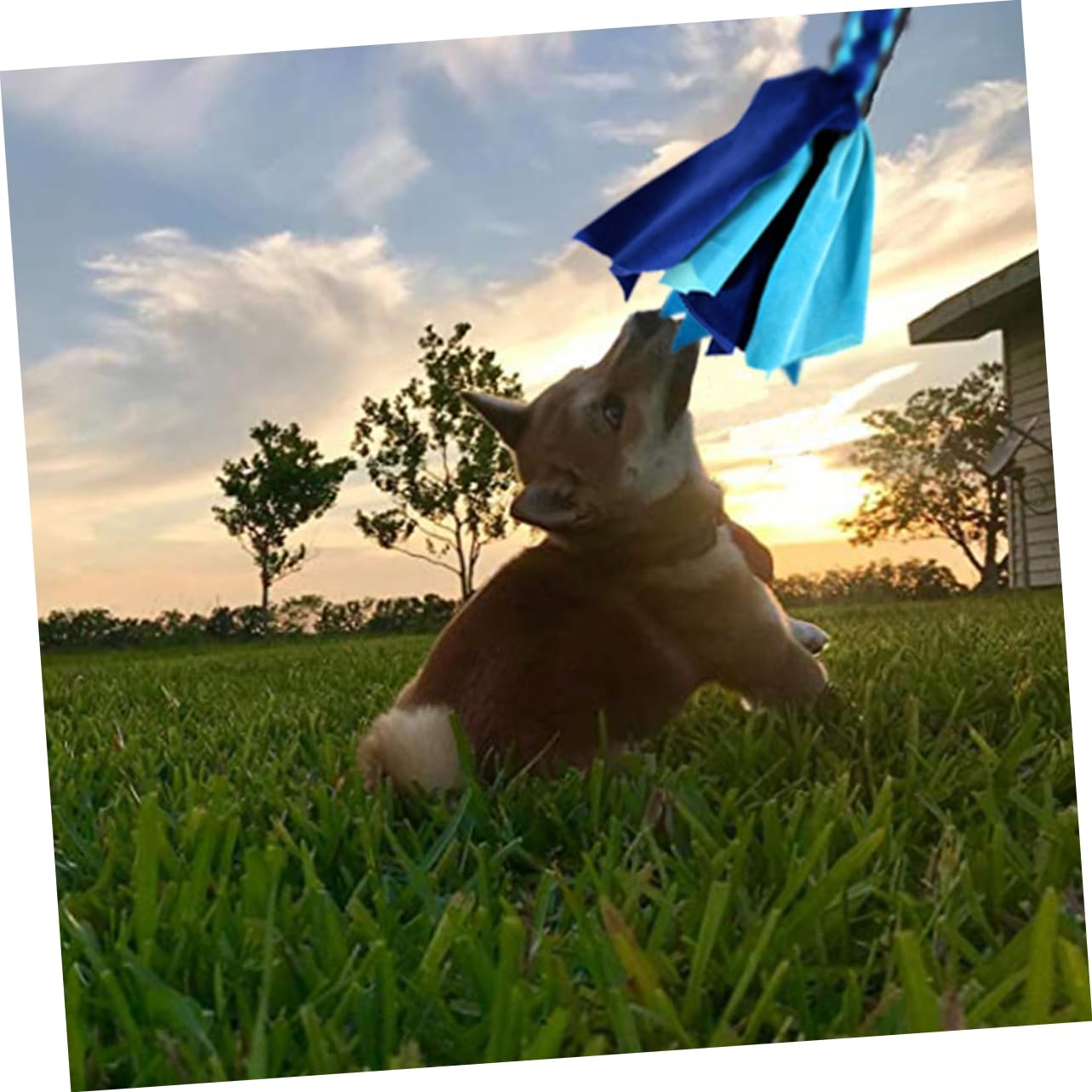 Ausziehbare Hunde Flirtstange für Training und Interaktion mit Langem Seil | Aluminiumlegierung, 1 Satz mit Stab, Seil und Zwei Stoffspielzeugen, für Hunde und Welpen