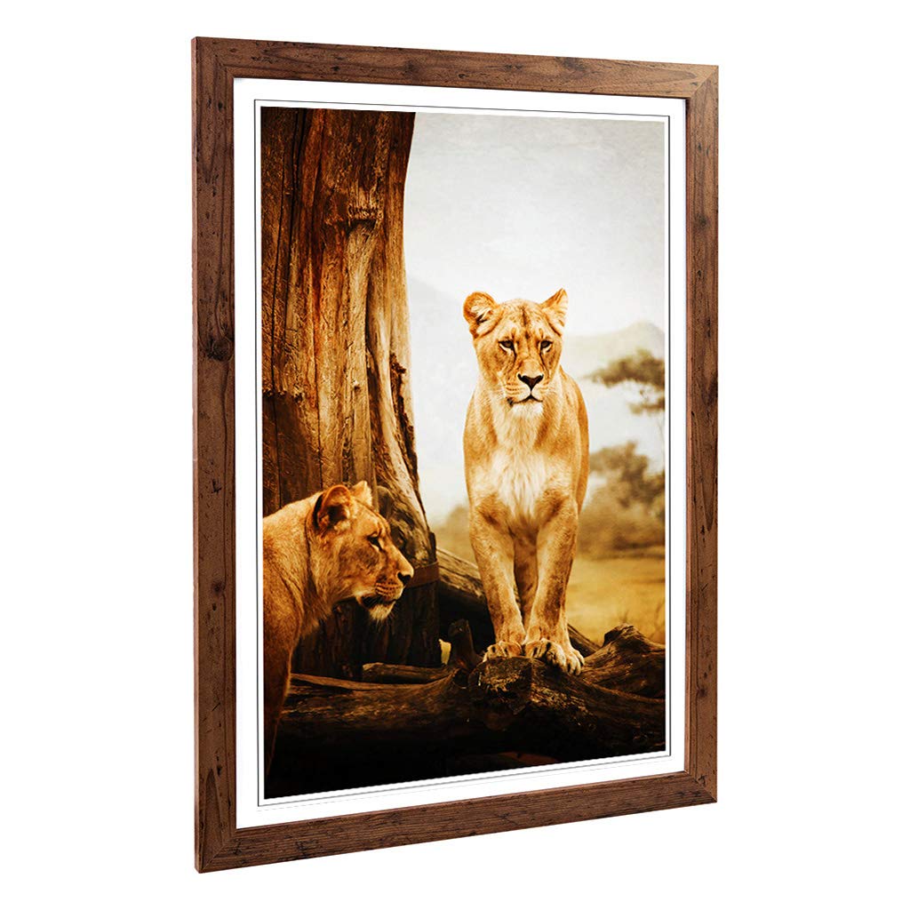Big Box Art Framed Print of Lion Lioness (2) Design | Wall Art Picture | Home Decor for Kitchen, Living, Dining Room, Lounge, Bedroom, Hallway, Office, Walnut, A2 / 24.5x18 Inch / 62x45cm