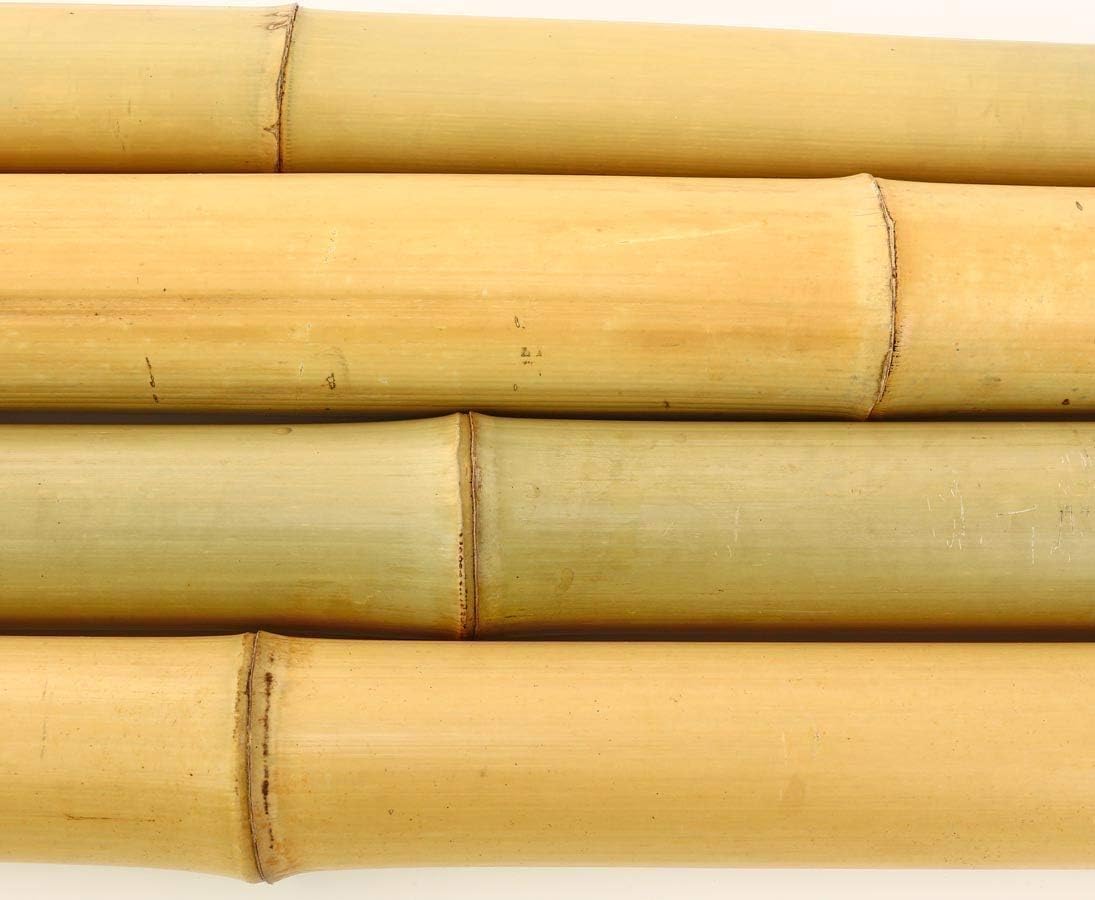 Caña de bambú Natural Asia 180cm - Diámetro Grueso 4-6 cm - Color Amarillo Natural (5)