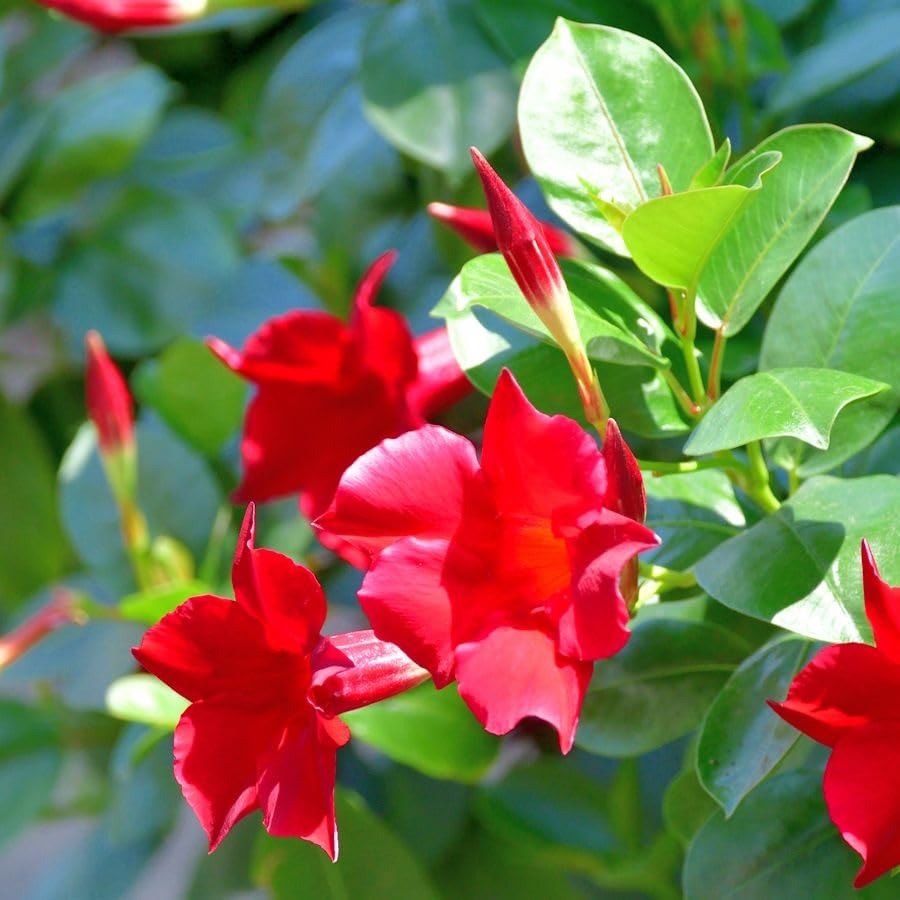 PlantNest Red Mandevilla Flower Live Plant Without Pot | All Season Flowering Vine | Tropical Climbing Plant for Home Garden, Balcony & Outdoor Decoration