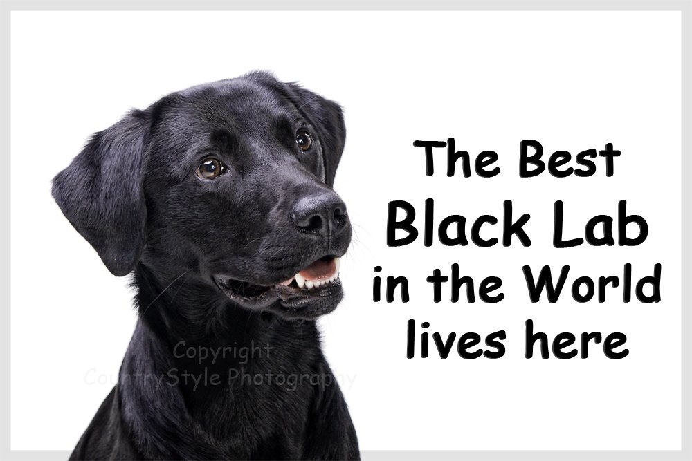 Black Labrador Dog Fridge Magnet Lab Gift - The Best Black Lab in The World Lives here