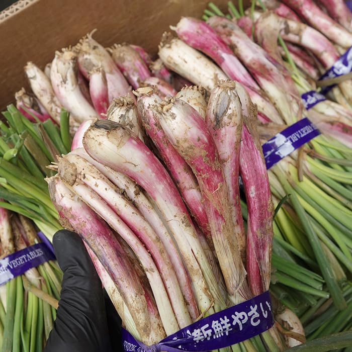 沖縄県産♪島らっきょう4㎏ 沖縄県産 島らっきょう 5kg （500gx10束）