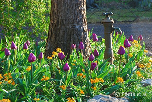 500 Siberian Wallflower (Erysimum Flowers') Seeds-Biennial #TOP4