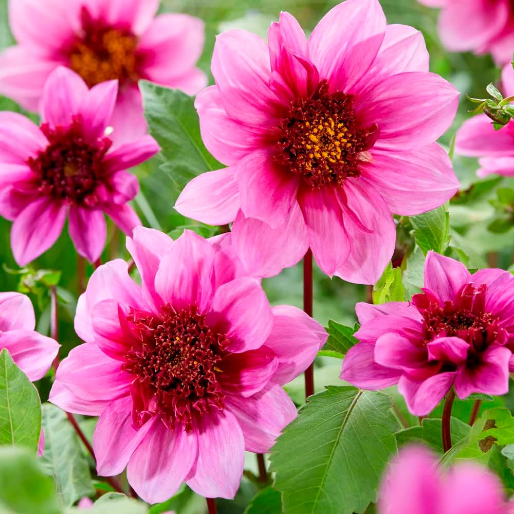 1 x Dahlia Blue Bayou Powder Puff Anemone Dahlia Blooms RHS Plants