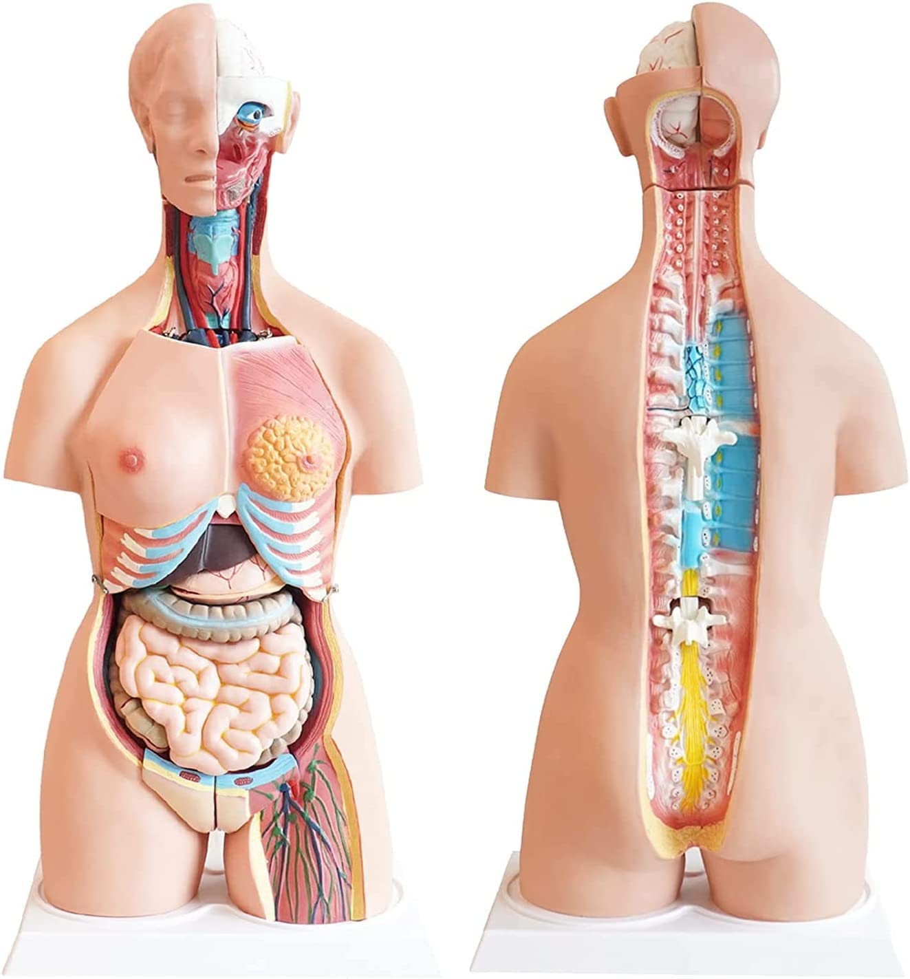 Mężczyźni i kobiety 85 cm anatomiczny model górnej części ciała z 23 wyjmowanymi organami - model medyczny naturalnej wielkości do materiałów dydaktycznych