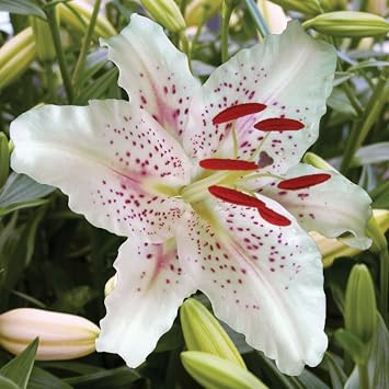 Muscadet Oriental Lily Flower Bulbs Jumbo Pack - 10 Bulbs Per Pack - Huge Fragrant Blooms up to 36" Tall - Attracts Butterflies - Good as Cut Flowers - Grows Well in Containers