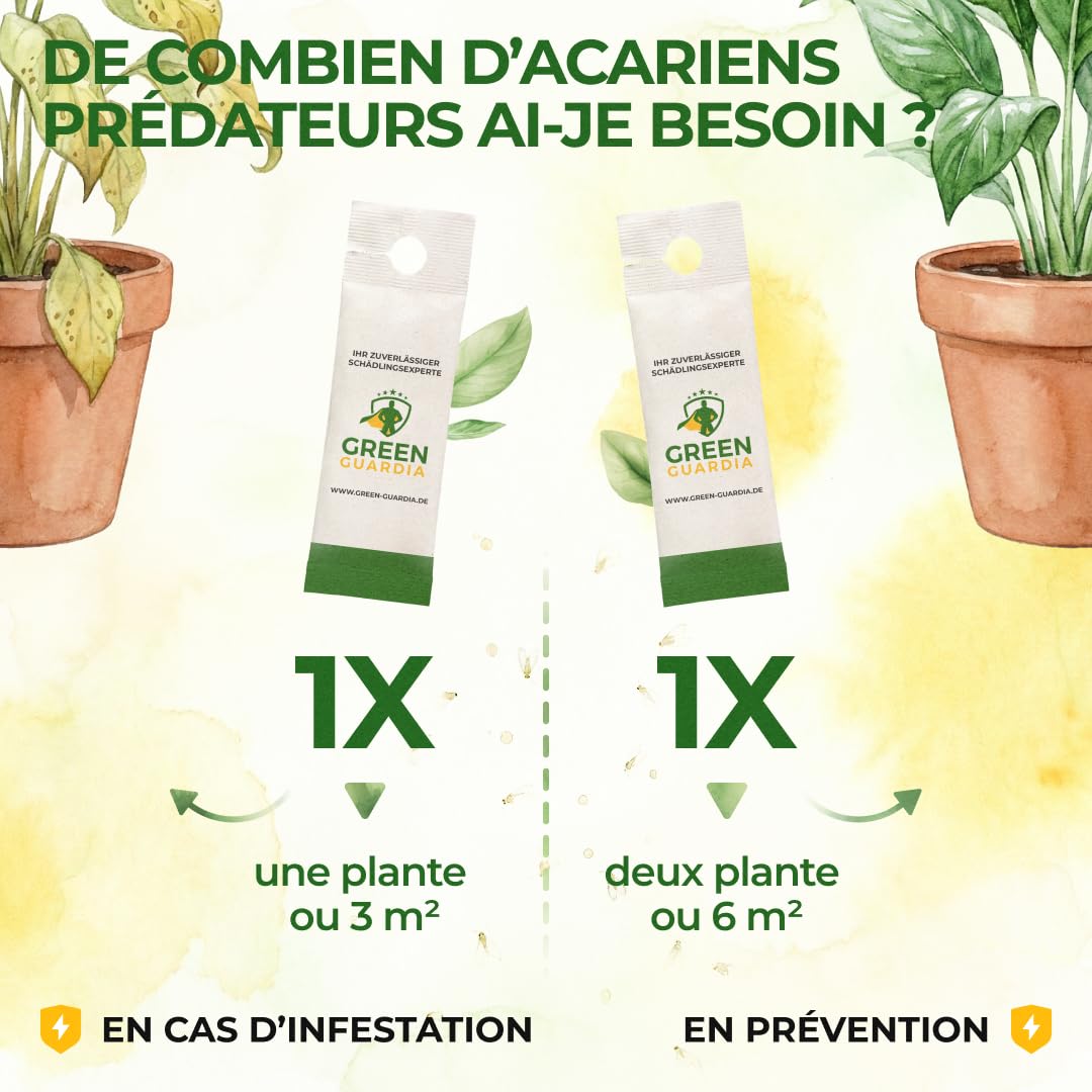 GREEN GUARDIA Power Raubmilben contre les Thrips – 25 Sachets d’Acarien Prédateur Biologique – Protection des Plantes d’Intérieur et Ornementales