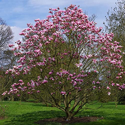 Chuxay Garden 5 Seeds Pink Magnolia Liliiflora,Mulan Magnolia,Purple Magnolia,Lily Magnolia,Tulip Magnolia,Woody-Orchid Small Tree Ornamental Hybrid Deciduous Shrub Great For Garden #TOP16