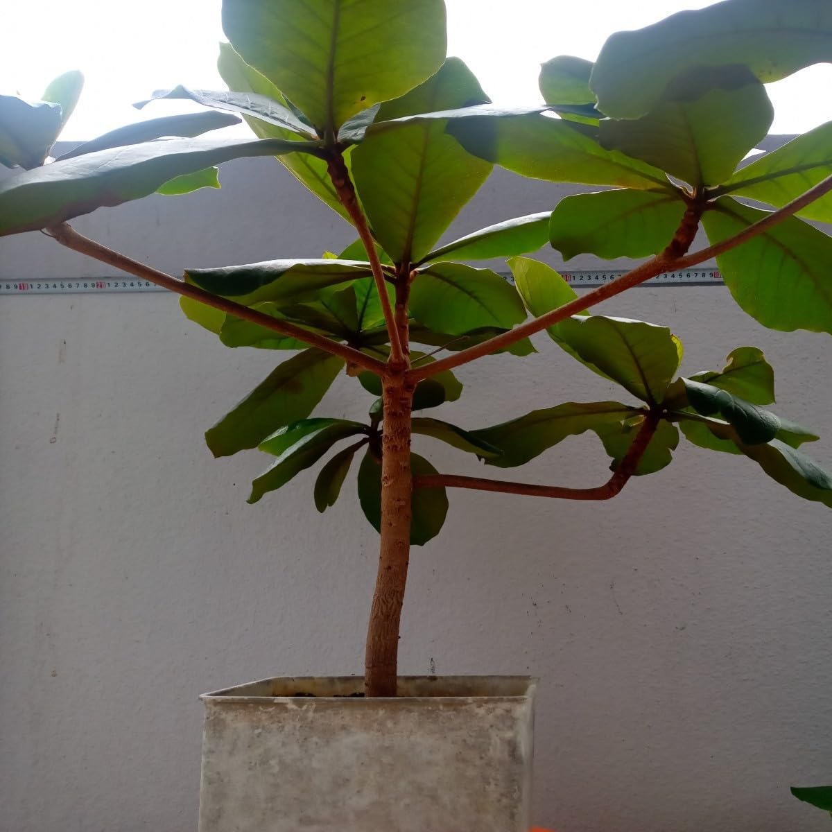 Amazon.co.jp: モモタマナ90日育成1株 室内様に改良した苗 土