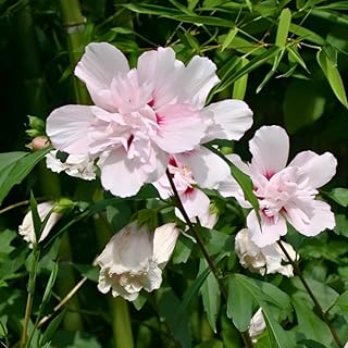 6 Rose of Sharon Tree Live Plant - Pink Althea | 1–2 Feet Tall Flowering Shrubs | Pink Hibiscus Syriacus for Outdoor Planting and Garden Beds