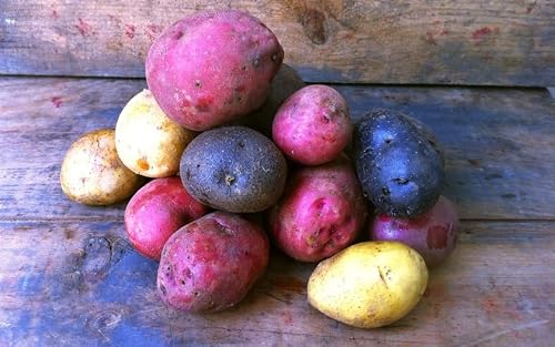 Color-Mix-Seed-Potato-Mix-Speciality-Potato-Blue-Red-Yellow-White-Excellent (1 Lb)