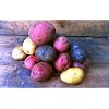 Color-Mix-Seed-Potato-Mix-Speciality-Potato-Blue-Red-Yellow-White-Excellent (1 Lb)